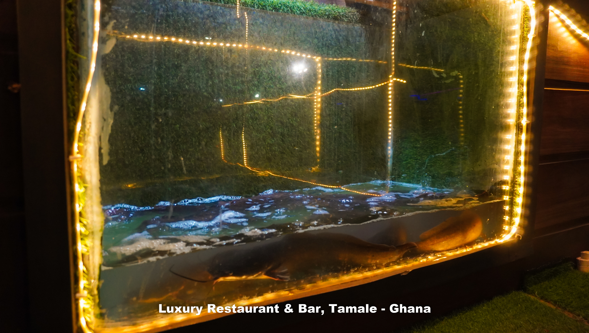 Live catfish — caught to order